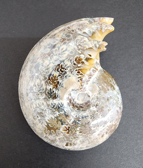 3" Whole Madagascan Ammonite