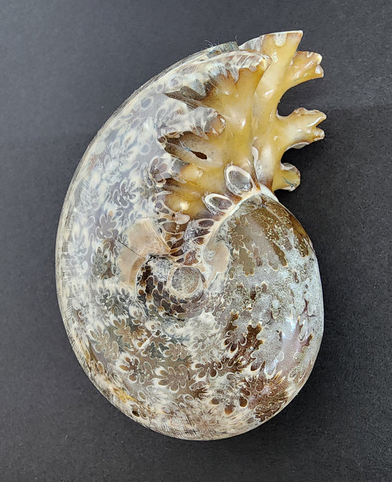 3" Whole Madagascan Ammonite