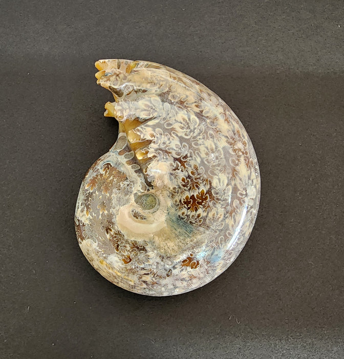 3" Whole Madagascan Ammonite