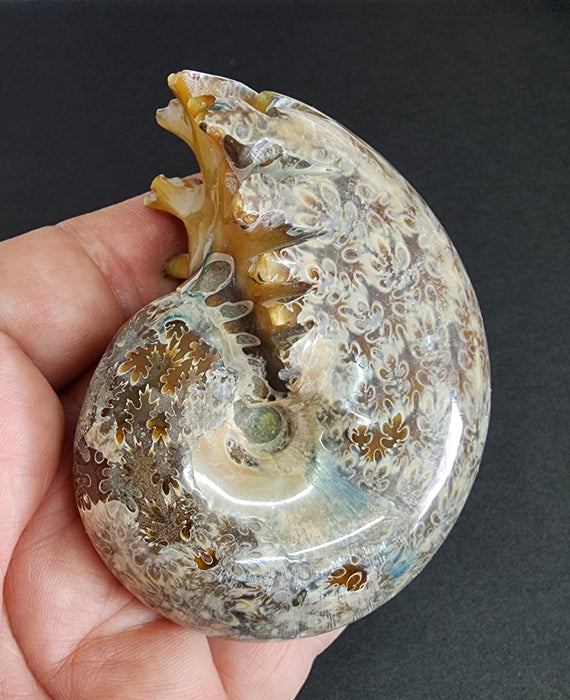 3" Whole Madagascan Ammonite