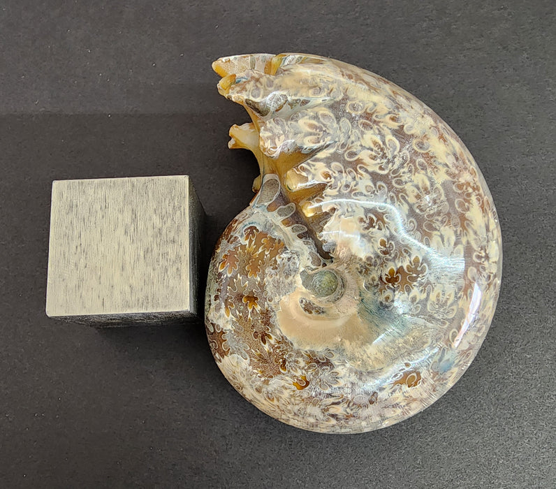 3" Whole Madagascan Ammonite