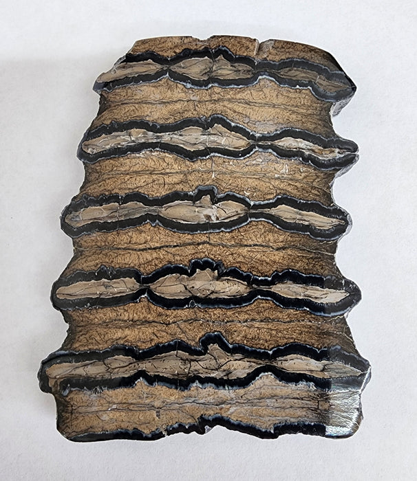 Polished Mammoth Molar Slice