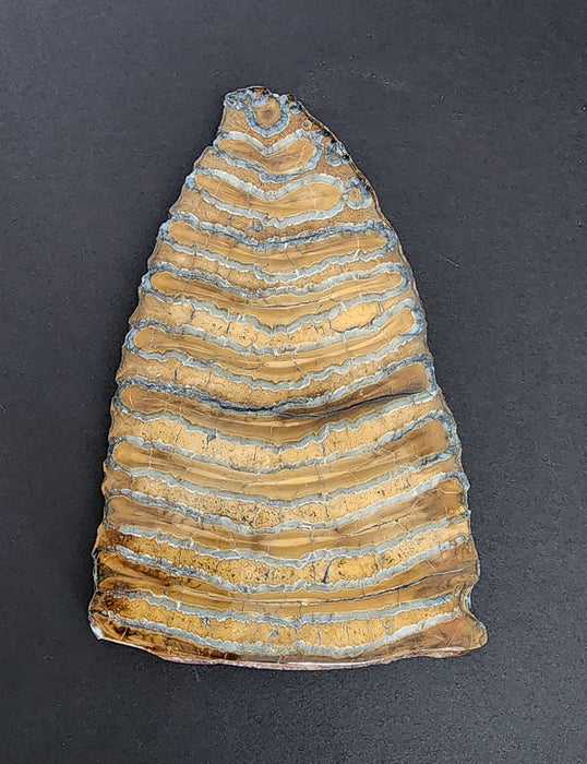 Polished Mammoth Molar Slice