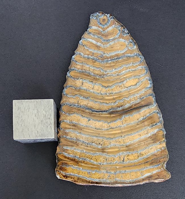 Polished Mammoth Molar Slice