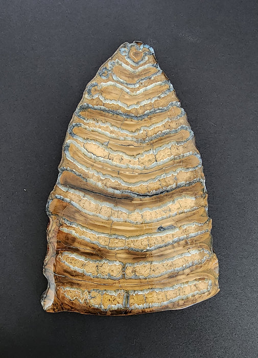 Polished Mammoth Molar Slice