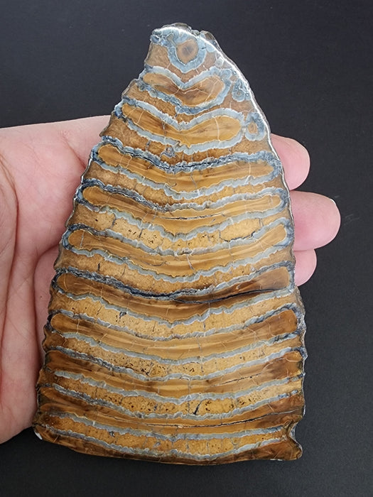 Polished Mammoth Molar Slice