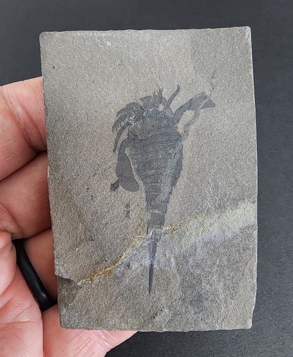 Eurypterid (Sea Scorpion) | Eurypterus remipes | New York