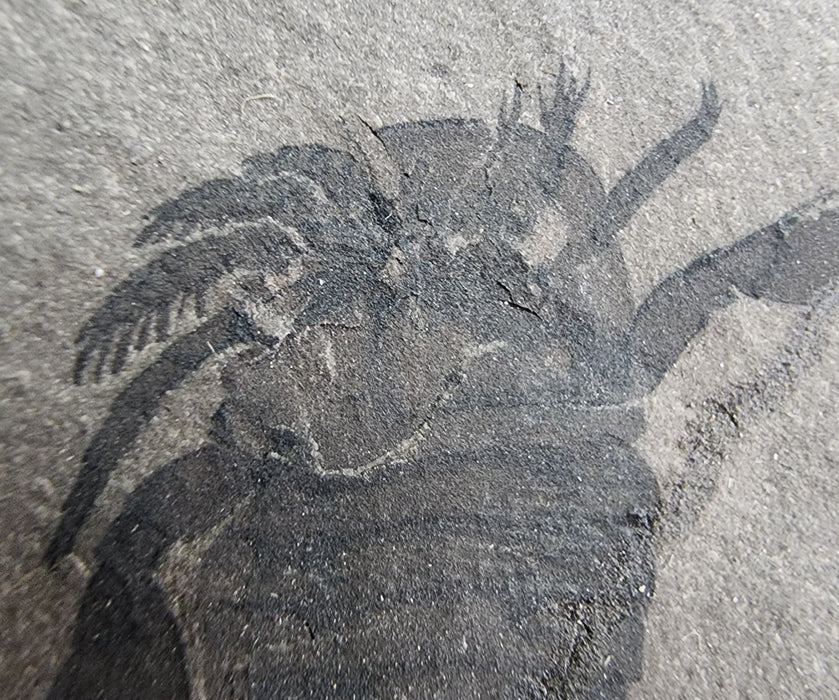 Eurypterid (Sea Scorpion) | Eurypterus remipes | New York