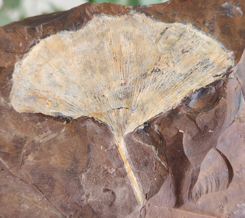 Ginkgo cranei leaf