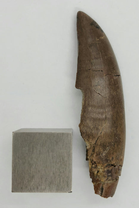 Serrated Tyrannosaur Tooth | Judith River Formation | Montana