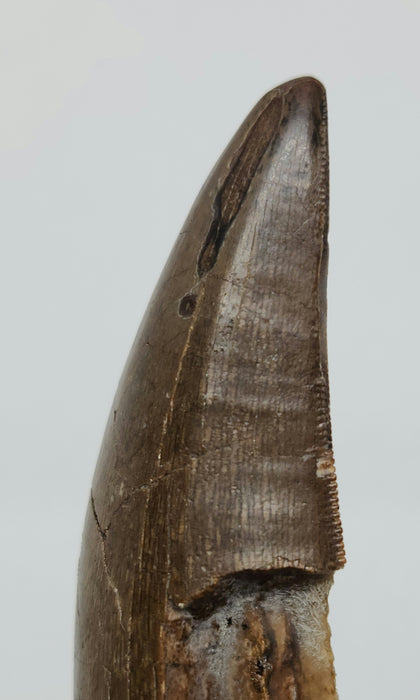 Serrated Tyrannosaur Tooth | Judith River Formation | Montana