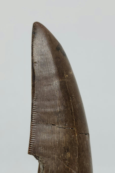 Serrated Tyrannosaur Tooth | Judith River Formation | Montana