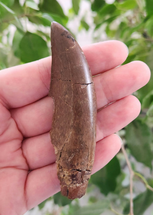 Serrated Tyrannosaur Tooth | Judith River Formation | Montana