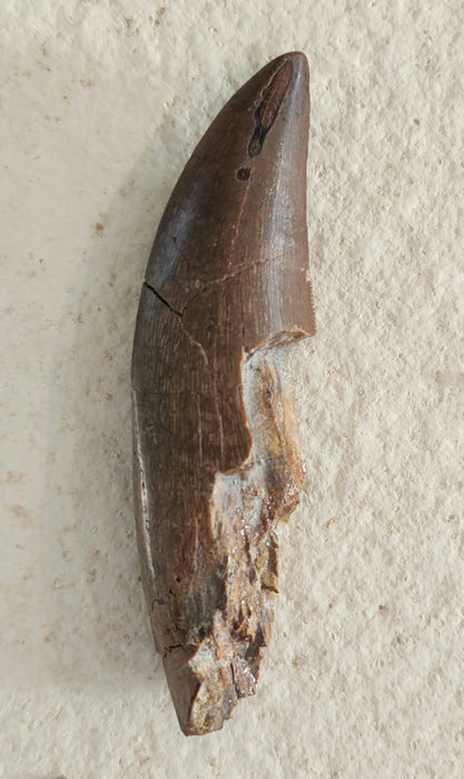 Serrated Tyrannosaur Tooth | Judith River Formation | Montana