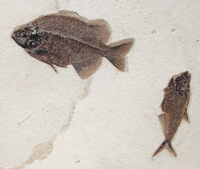 Phareodus testis and Diplomystus | Green River Formation | Wyoming