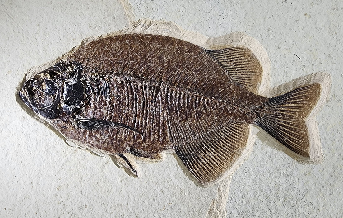 Phareodus testis and Diplomystus | Green River Formation | Wyoming