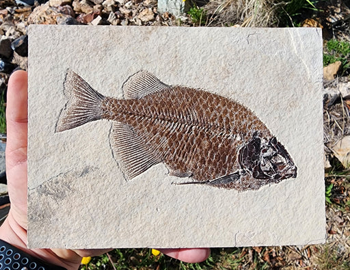 In Stone Fossils 