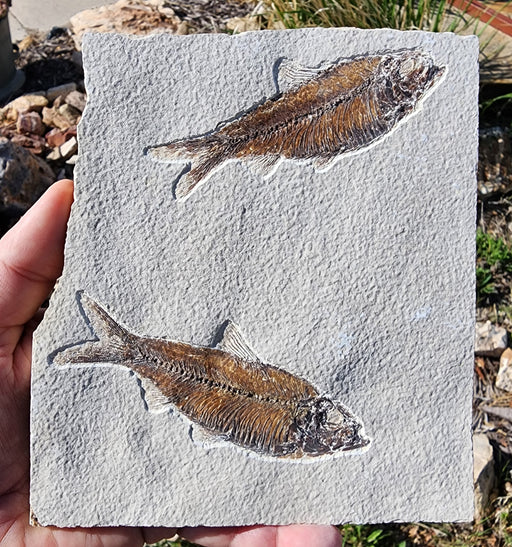 In Stone Fossils 