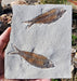 In Stone Fossils 
