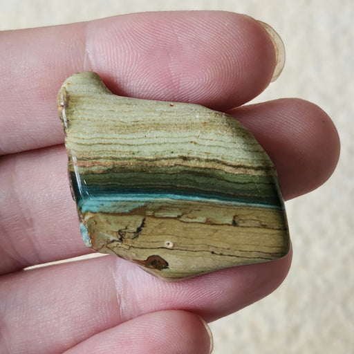 In Stone Fossils 