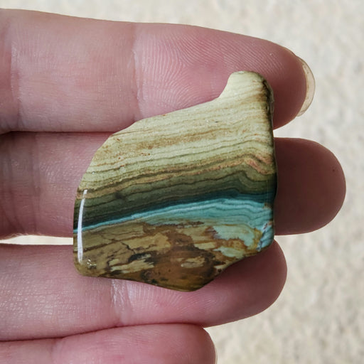 In Stone Fossils 