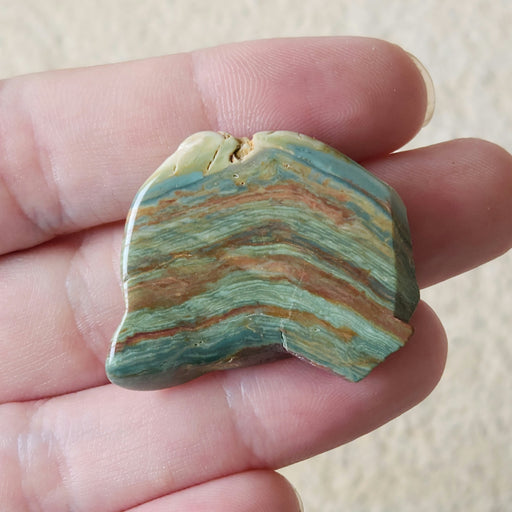 In Stone Fossils 