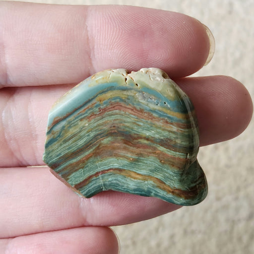 In Stone Fossils 