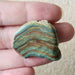 In Stone Fossils 