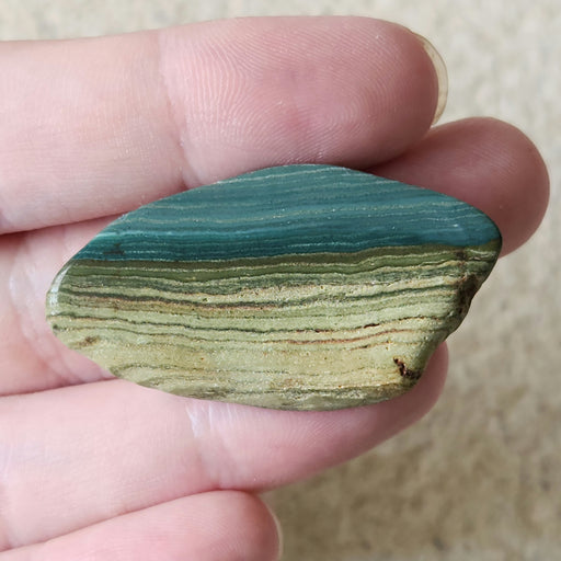 In Stone Fossils 