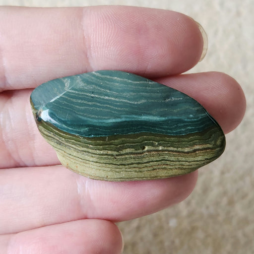 In Stone Fossils 