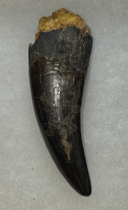 4.8" T.rex Tooth | Perkins Co. South Dakota | Hell Creek Formation