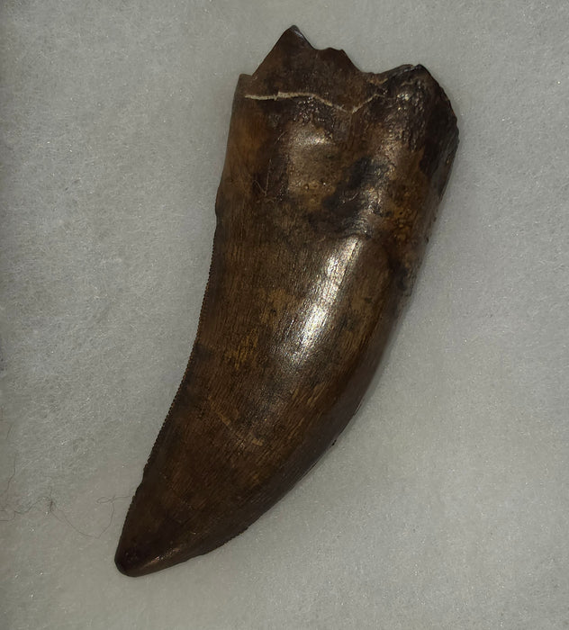 Daspletosaurus Tooth | Judith River Formation | Montana