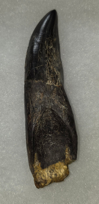 Rooted T.rex Tooth | Perkins Co. South Dakota | Hell Creek Formation