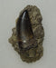 In Stone Fossils 
