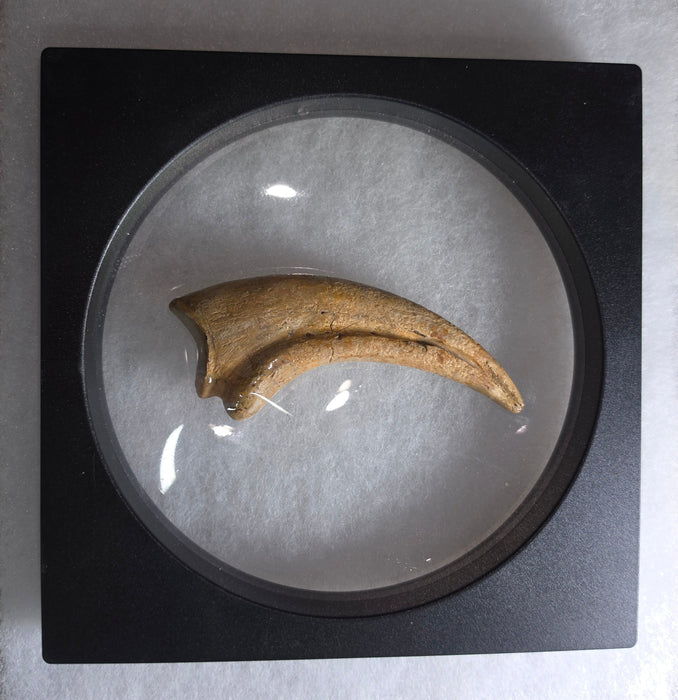 Nanotyrannus Hand Claw | Niobrara Co. Wyoming | Lance Creek Formation