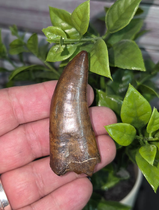 Daspletosaurus Tooth | Judith River Formation | Montana