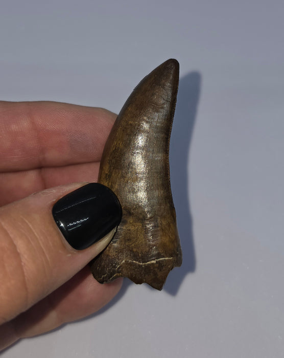 Daspletosaurus Tooth | Judith River Formation | Montana
