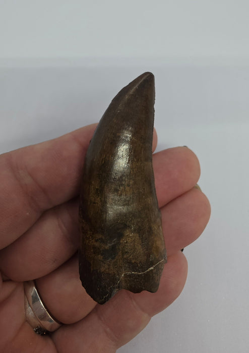 Daspletosaurus Tooth | Judith River Formation | Montana