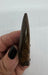 In Stone Fossils 