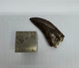 In Stone Fossils 