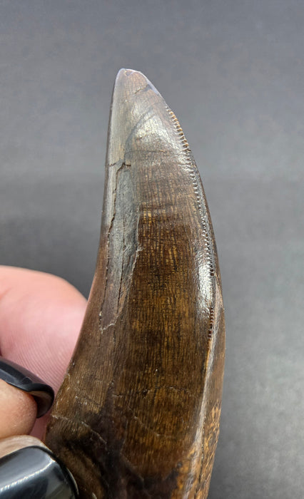 Daspletosaurus Tooth | Judith River Formation | Montana