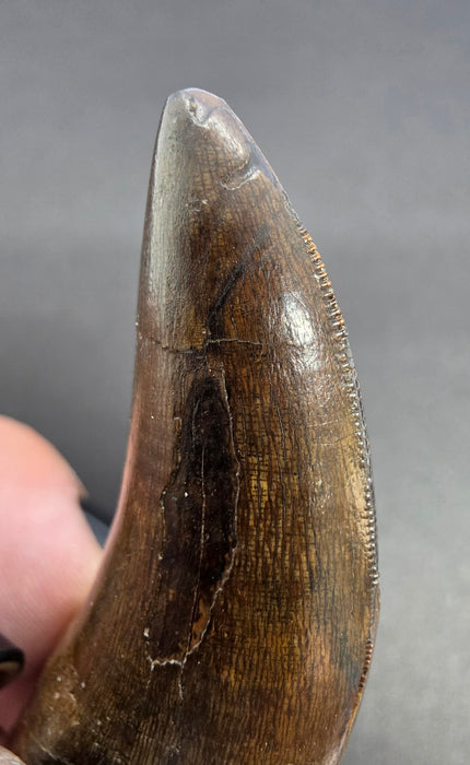 Daspletosaurus Tooth | Judith River Formation | Montana