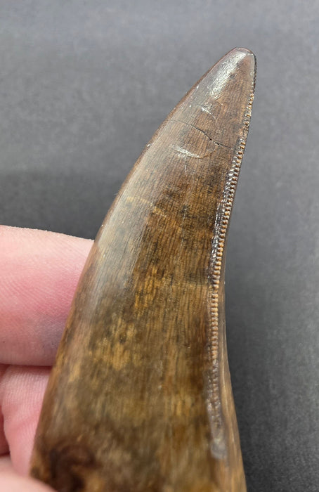 Daspletosaurus Tooth | Judith River Formation | Montana