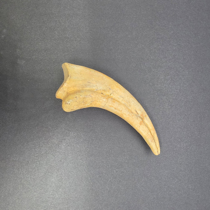 Nanotyrannus Hand Claw | Niobrara Co. Wyoming | Lance Creek Formation