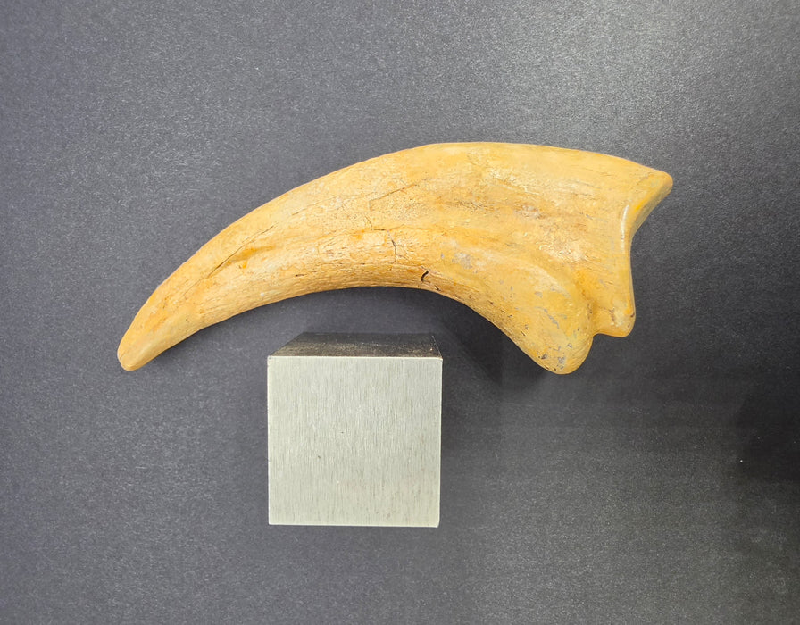 Nanotyrannus Hand Claw | Niobrara Co. Wyoming | Lance Creek Formation
