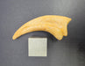 In Stone Fossils 