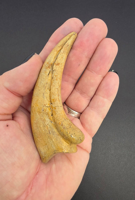 Nanotyrannus Hand Claw | Niobrara Co. Wyoming | Lance Creek Formation