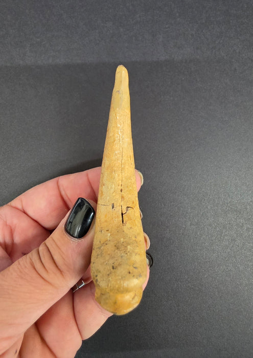 Nanotyrannus Hand Claw | Niobrara Co. Wyoming | Lance Creek Formation