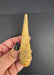 In Stone Fossils 