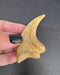 In Stone Fossils 